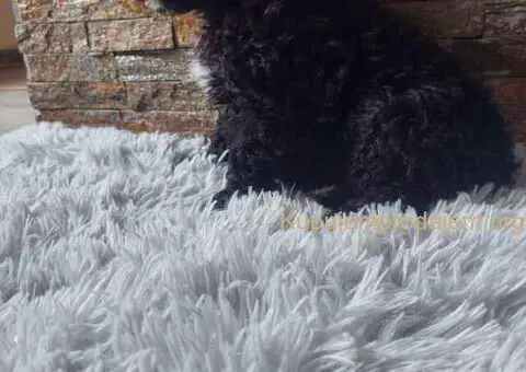 U ponudi stenci TOY PUDLE - 4/8