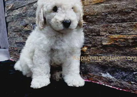 U ponudi stenci TOY PUDLE - 5/8