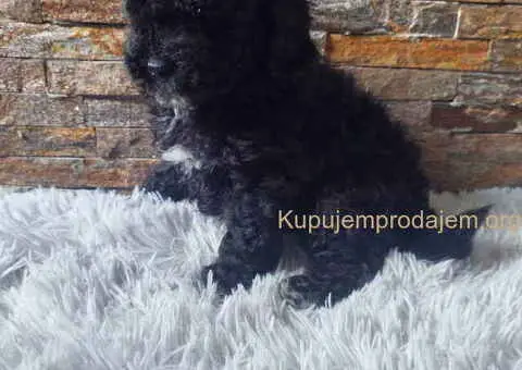 U ponudi stenci TOY PUDLE - 6/8