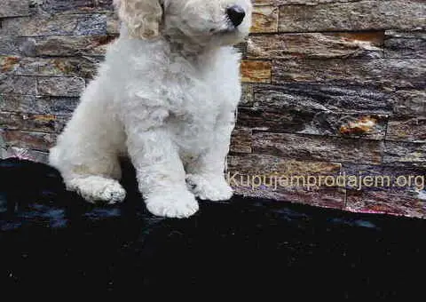 U ponudi stenci TOY PUDLE - 7/8