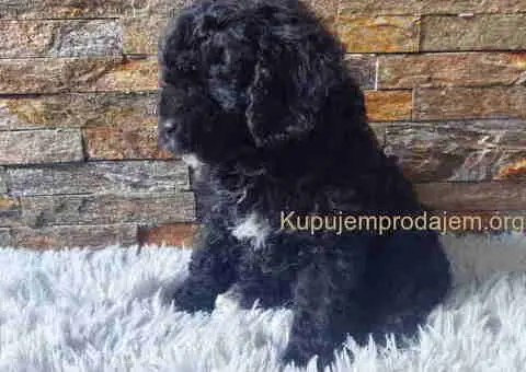 U ponudi stenci TOY PUDLE - 8/8