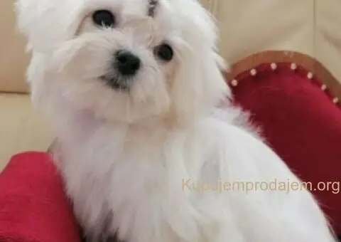 Micro mini Maltezer stenci - 1/4