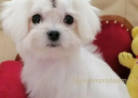 Micro mini Maltezer stenci - 2/4