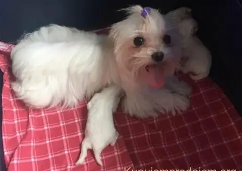 Micro mini Maltezer stenci - 3/4