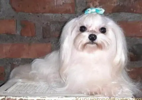 Micro mini Maltezer stenci - 4/4