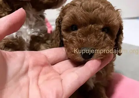 Mini poodle - 1/5