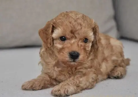 Mini poodle - 3/5