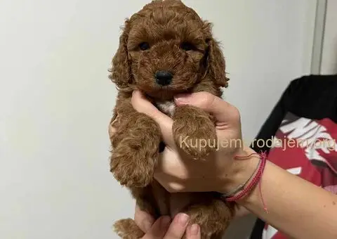 Mini poodle - 5/5