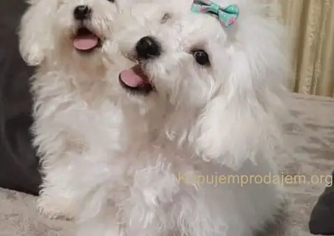 Bichon Bolognese 3 zenska štenca - 1/3