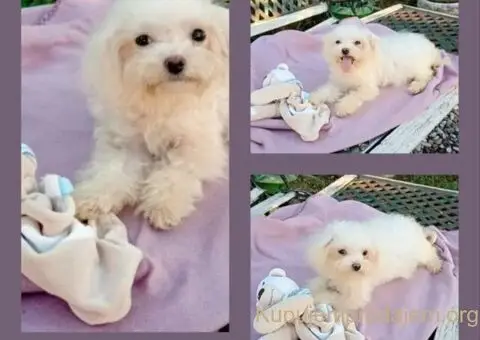 Bichon Bolognese 3 zenska štenca - 2/3