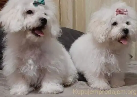 Bichon Bolognese 3 zenska štenca - 3/3