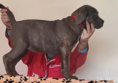 Cane Corso - 3/5