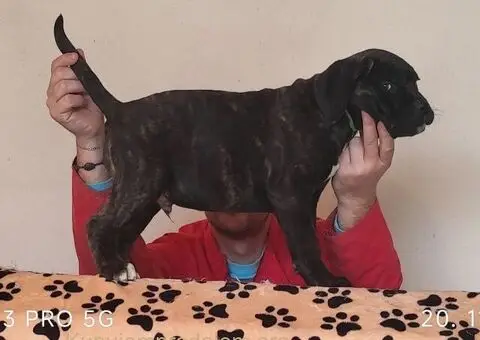 Cane Corso - 4/5