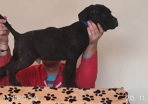 Cane Corso - 5/5