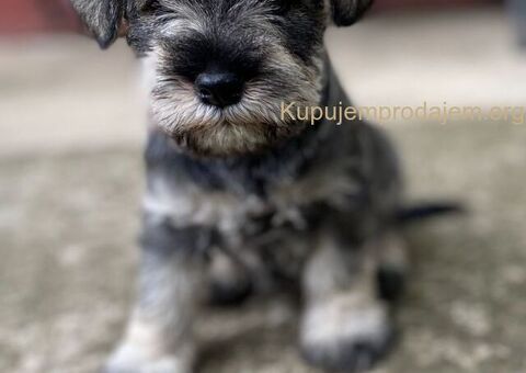 Patuljasti Šnaucer Miniature Schnauzer