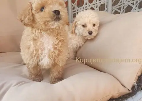 Mini pudle - 1/5