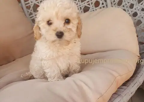Mini pudle - 2/5
