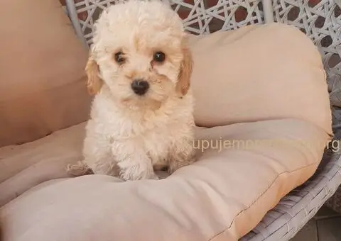 Mini pudle - 3/5