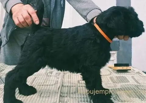 Veliki snaucer stenci na prodaju - 1/5