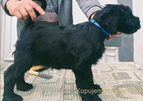 Veliki snaucer stenci na prodaju - 2/5