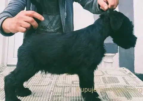 Veliki snaucer stenci na prodaju - 3/5