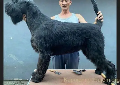 Veliki snaucer stenci na prodaju - 4/5