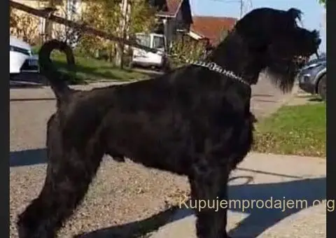 Veliki snaucer stenci na prodaju - 5/5