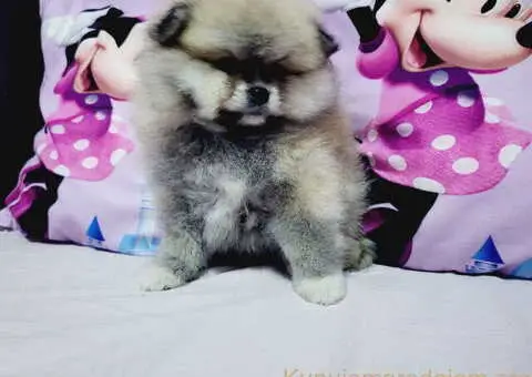 U ponudi musko stene pomeranac BOO - 1/6