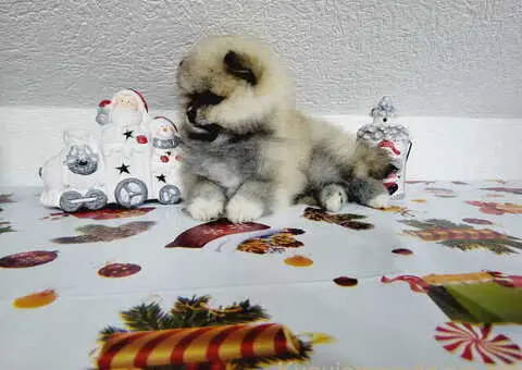 U ponudi musko stene pomeranac BOO - 2/6