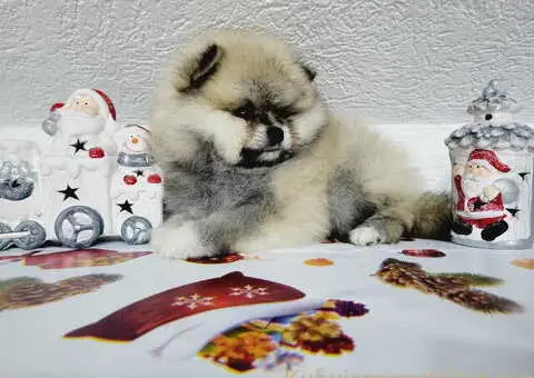 U ponudi musko stene pomeranac BOO - 4/6