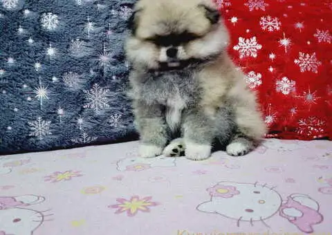 U ponudi musko stene pomeranac BOO - 5/6