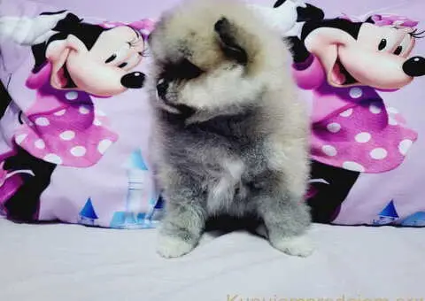 U ponudi musko stene pomeranac BOO - 6/6