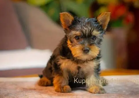 Jorki-joksir terijer stenci - 1/5