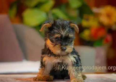 Jorki-joksir terijer stenci - 2/5