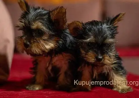 Jorki-joksir terijer stenci - 4/5