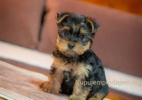 Jorki-joksir terijer stenci - 5/5