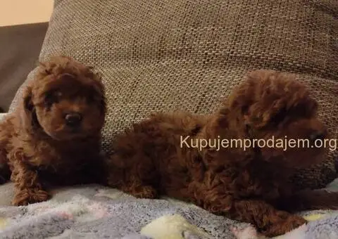 Crvena toy pudla-stenci - 1/5