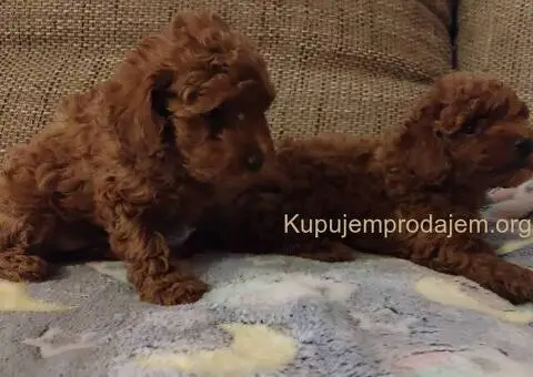 Crvena toy pudla-stenci - 2/5