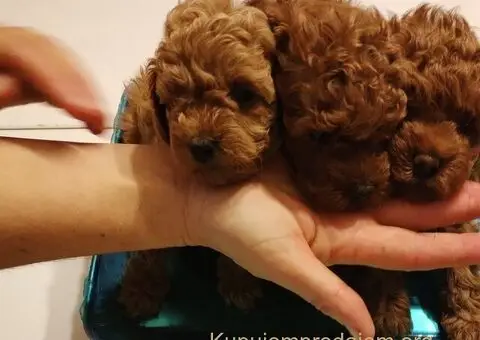 Crvena toy pudla-stenci - 3/5