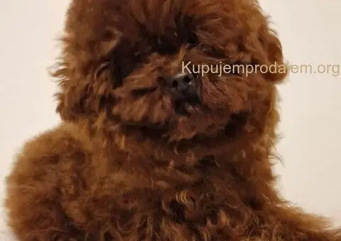 Crvena toy pudla-stenci - 4/5