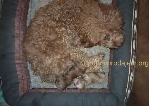 Crvena toy pudla-stenci - 5/5