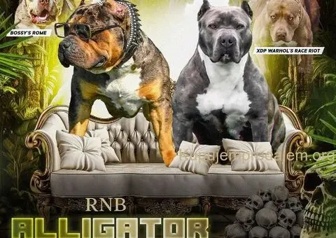 Američki Buli American Bully štenci - 1/5