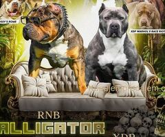 Američki Buli American Bully štenci