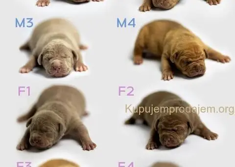 Američki Buli American Bully štenci - 2/5