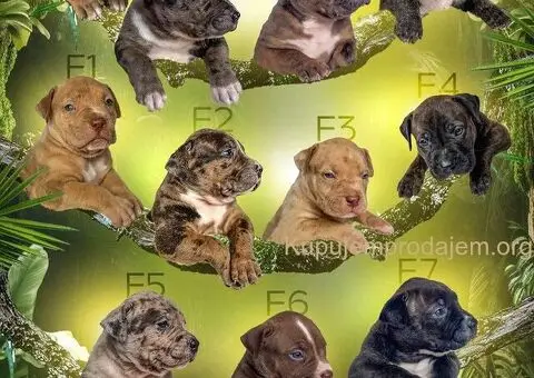 Američki Buli American Bully štenci - 3/5