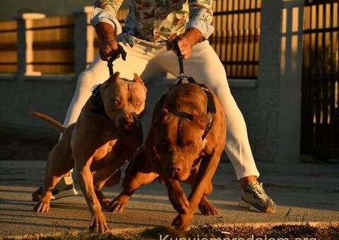 Američki Buli American Bully štenci - 4/5