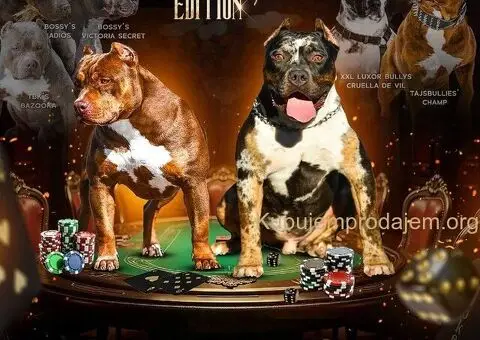 Američki Buli American Bully štenci - 5/5