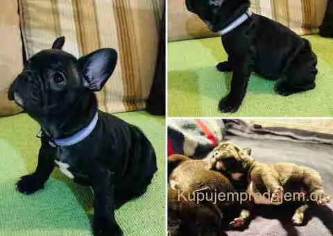 Na prodaju stenad francuskog buldoga, vrhunskog porekla - 1/6