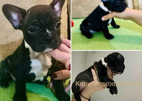 Na prodaju stenad francuskog buldoga, vrhunskog porekla - 2/6