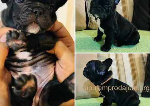 Na prodaju stenad francuskog buldoga, vrhunskog porekla - 3/6